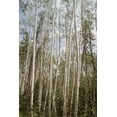 thumbnail image 2 of Urquhart, Elizabeth 11x14 Black Ornate Wood Framed with Double Matting Museum Art Print Titled - Aspen Forest 3, 2 of 4