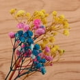 thumbnail image 3 of segolike Assortiment de Fleurs Séchées Pressées Naturelles pour Bricolage et Bijoux Multi, 3 of 9