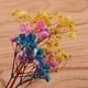 thumbnail image 3 of 1 bolsa de hermosas hojas prensadas. Flores secas para manualidades y joyería. Multi, 3 of 9