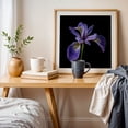 thumbnail image 4 of Blue Flag Iris - Photography Floral Botanical Flowers Nature Garden Scenic Minimalist Oak Framed Wall Art Print 8 x 8 inches, 4 of 8