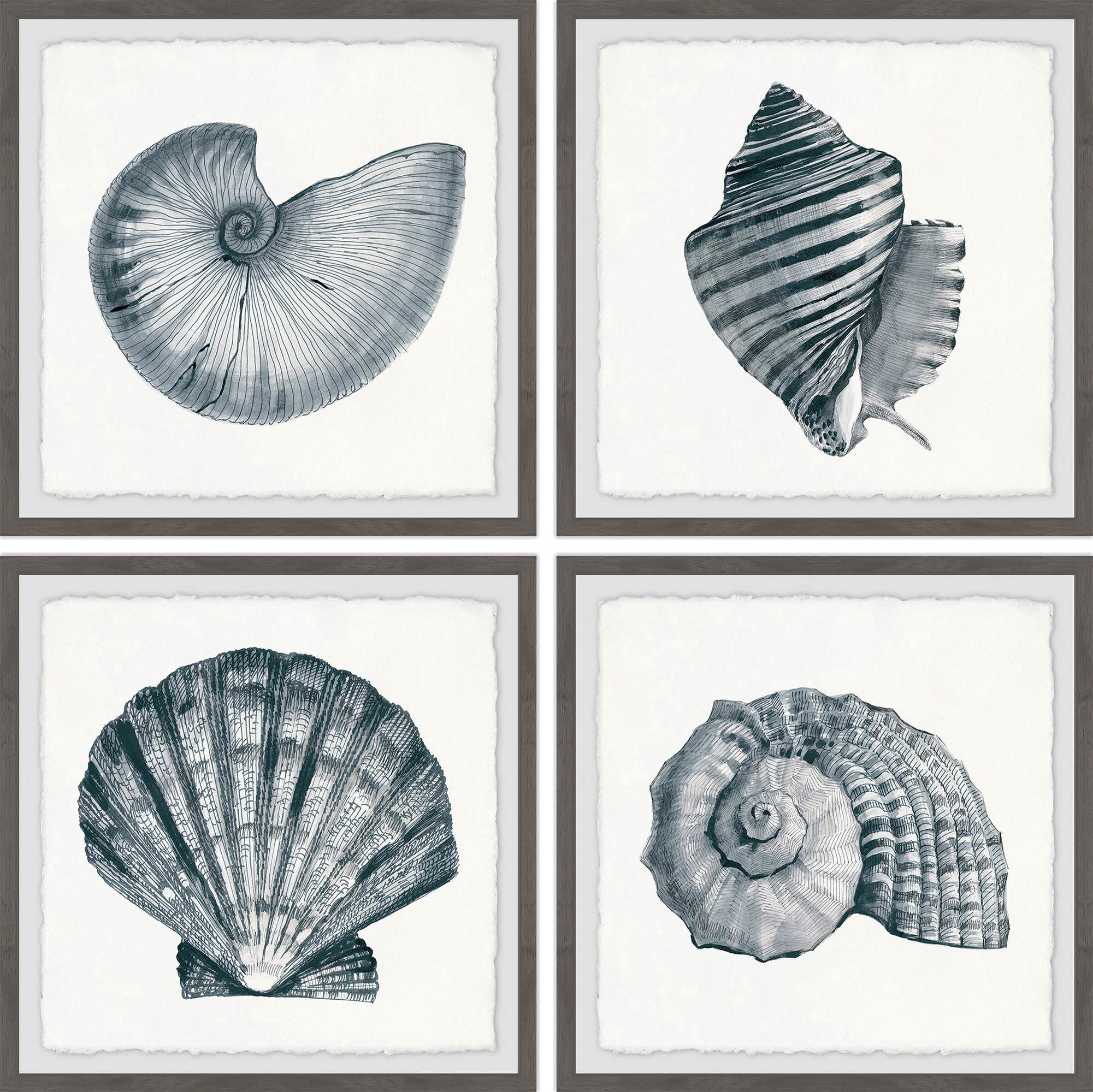 Gray Sea Shells Quadriptych