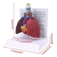 thumbnail image 3 of Modelo de pulmón humano de tamaño real, anatomía del sistema respiratorio anatómico para recursos de ciencia escolar, herramienta de enseñanza de visualización de estudio, 3 of 5