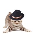 thumbnail image 4 of Sombrero de vaquero para mascotas para conejo Cosplay para Negro Zulema Sombrero de vaquero para mascotas, 4 of 7