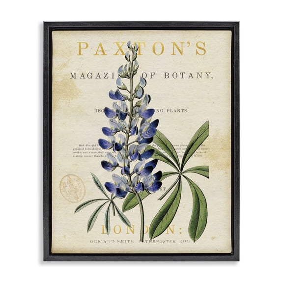 Stupell Industries Cottage Natural Botany Lupine Black Floating Frame Canvas Art, 17 x 21, by Susan Arnot