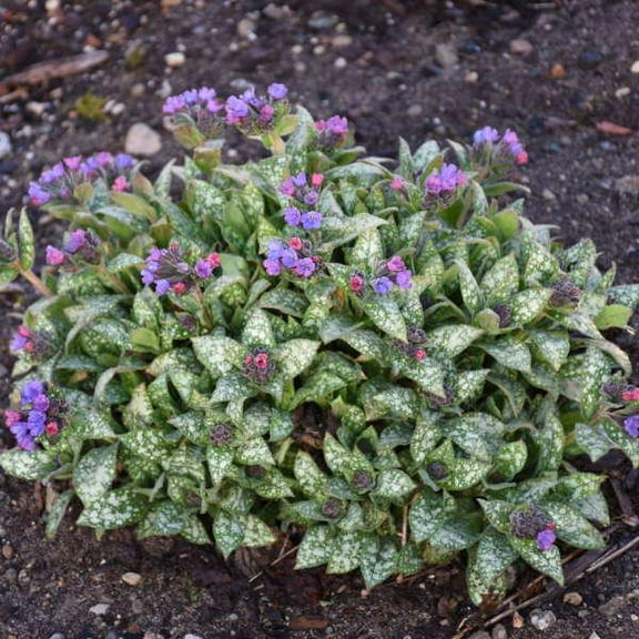 Spot On Blue Lungwort-Pulmonaria x 'Spot On'-Charming perennial with striking foliage  1 Gallon (Pack of 2)