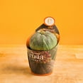 thumbnail image 3 of Costa Farms 3in Cacti Assorted Girogami in Pot cover, 3 of 5
