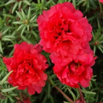 Outsidepride 10000 Red Moss Rose Portulaca Ground Cover Plant Seeds, Drought Tolerant