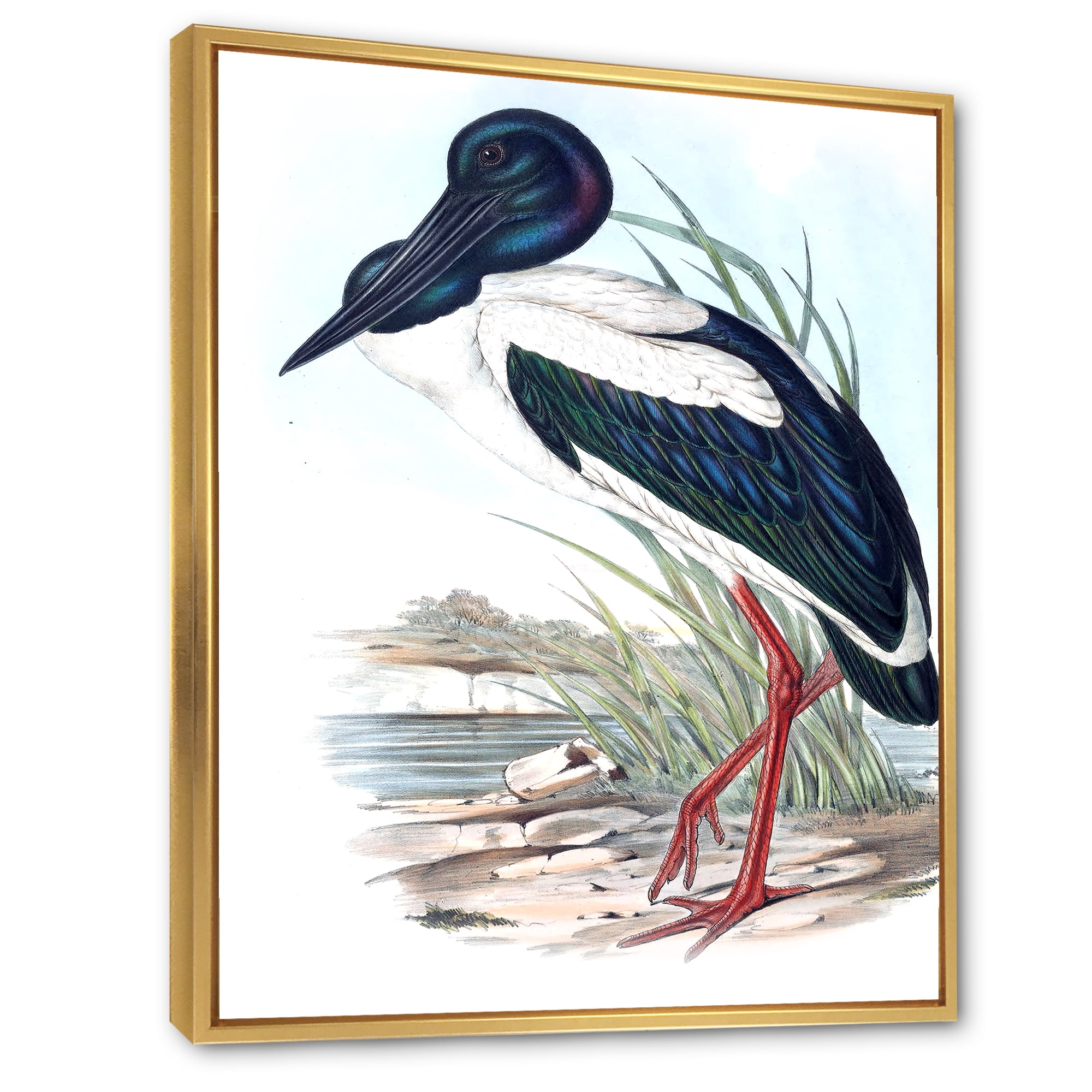 Designart 'Australian Vintage Birds I' Traditional Framed Canvas Wall Art Print