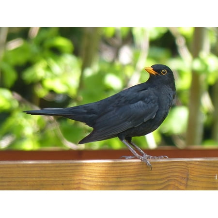 Framed Art For Your Wall Blackbird Animal Birds Black Nature Bird Framed Art For Your Wall Blackbird Animal Birds Black Nature Bird 10x13 Frame