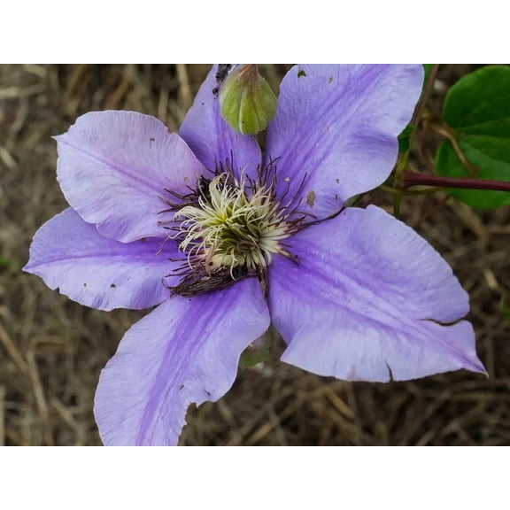 Clematis 'Ramona' in a 4" pot