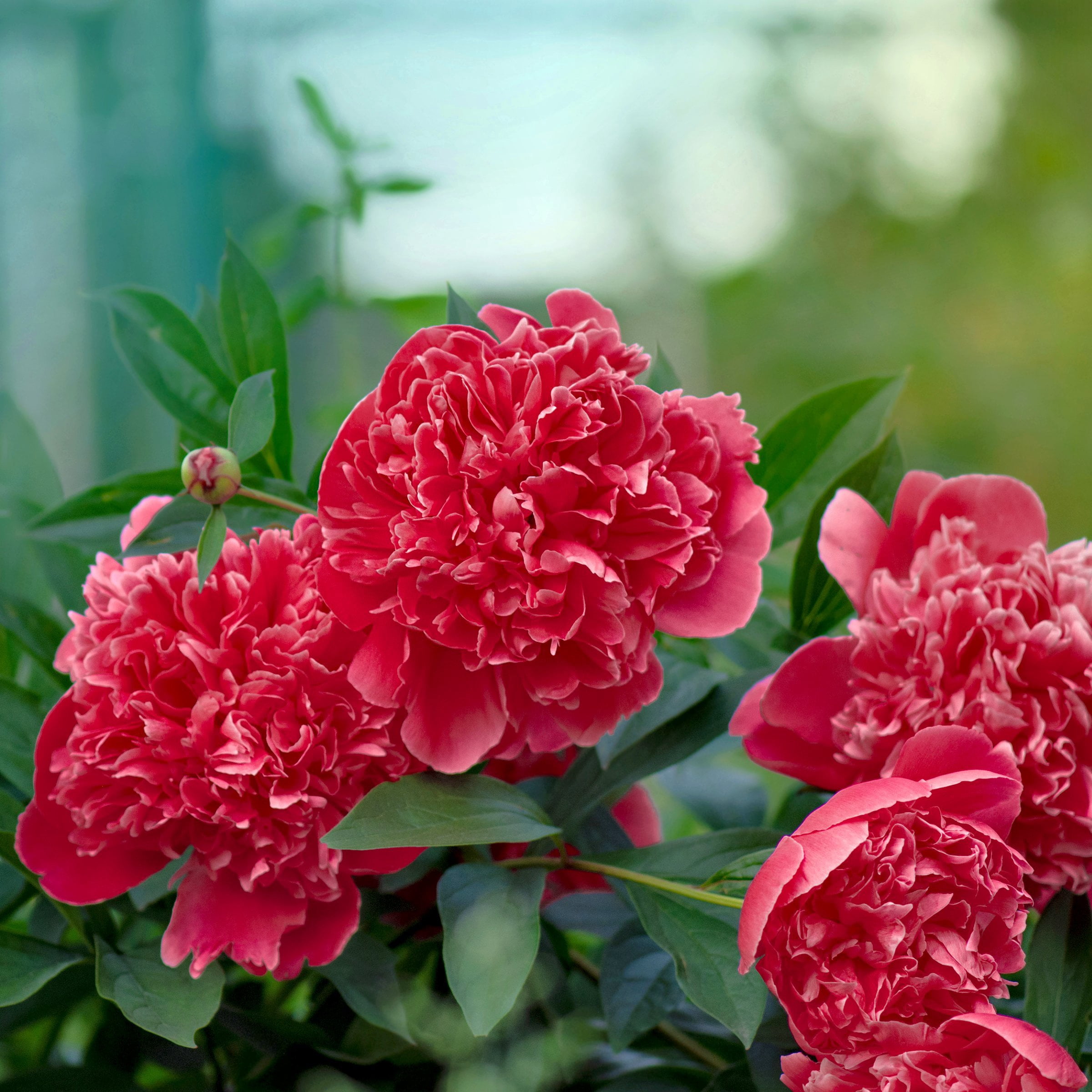 National Plant Network Peony Bulbs Red Blooming (3-Pack)