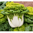 thumbnail image 3 of TomorrowSeeds - Golden Heart Bok Choy Seeds - 3000+ Count - For 2026 Planting Yellow Green Pok Pak, 3 of 9