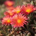 thumbnail image 2 of Outsidepride 10000 Ice Plant Dorotheanthus Bellidiformis Gelato Orange Plant Seeds, 2 of 5