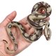 thumbnail image 4 of Modelo de simulación de serpiente de juguete, pequeña serpiente realista, juguete de Halloween, broma espeluznante y engañosa., 4 of 5