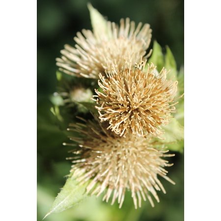 Flower Plant Photo - canvas print macro photo plant green thistle thistle flower stretched canvas 10 x 14
