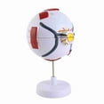 thumbnail image 4 of Eye Anatomy Model, Bright Colors 6X Enlarged 7 Parts Human Eyeball Model  for Education, 4 of 7