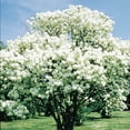 thumbnail image 2 of Direct Gardening Common Snowball Viburnum Dormant Bare Root White Flowering Starter Shrub, 2 of 6