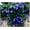 Heavenly Blue, variant on CZ Grain 100 Morning Glory Flower Climbing Vine Plant Seeds
