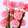 thumbnail image 3 of Planta de flores artificiales, 3 cabezas, bola de cebolla de plástico, decoración del hogar para bodas, bricolaje (rosa roja), 3 of 3