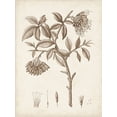 thumbnail image 2 of Unknown  25x32 White Modern Wood Framed Museum Art Print Titled - Antique Sepia Botanicals I, 2 of 4