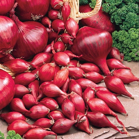 Gurney's Red Onion Plant Bulbs (80 Count), Hardy in USDA Zones 3 to 9