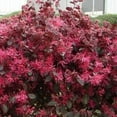 thumbnail image 2 of Loropetalum Red Chocolate I 10 Live Plants I Chinese Fringe Flower I Deep Burgundy Foliage with Pink Flower Accents - Low-Maintenance, Drought-Resistant Shrub, 2 of 6