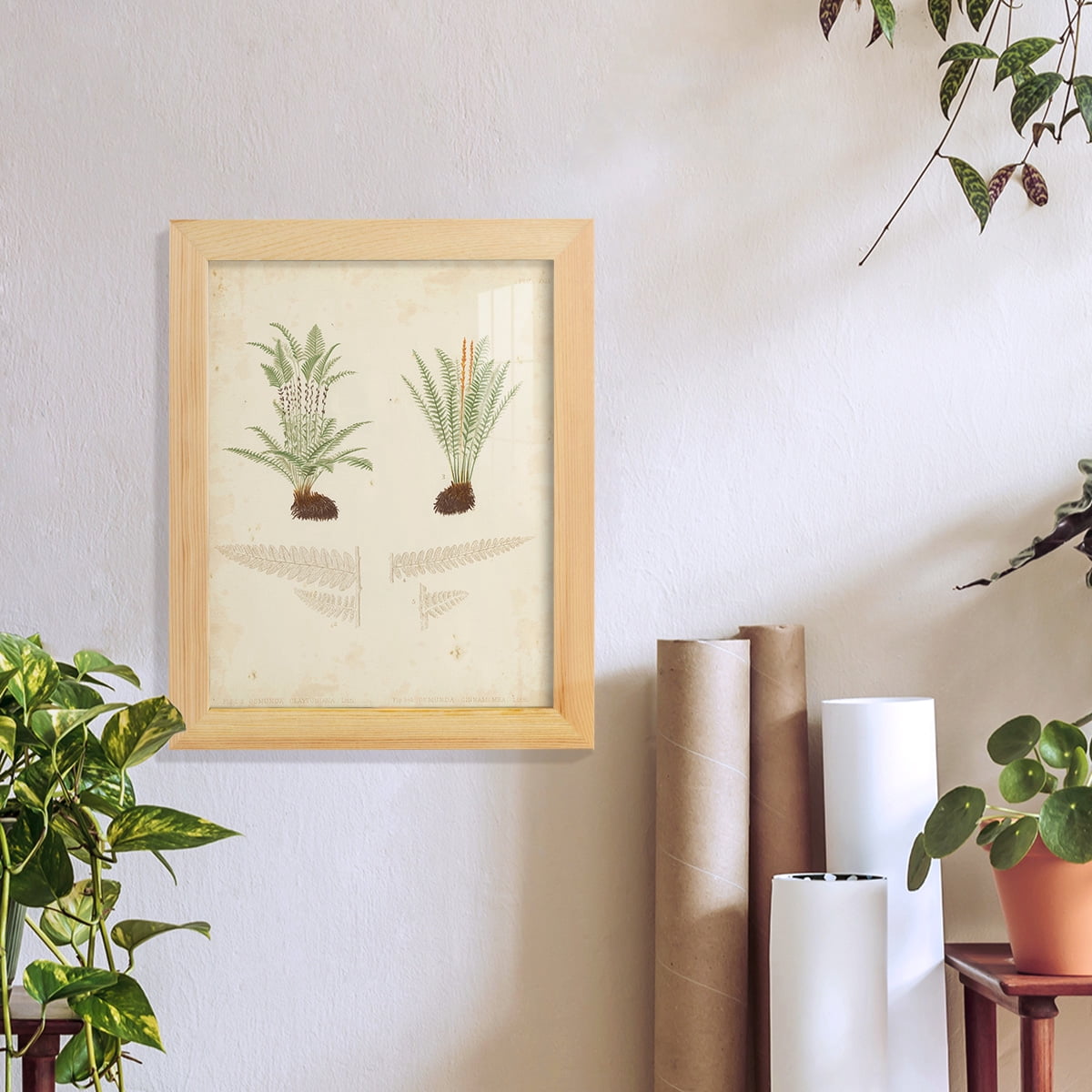 Fern Study III -Framed Print w/glass-Natural Wood
