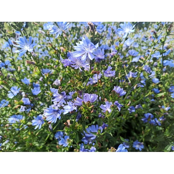 1000 CHICORY (Blue Daisy / Blue Sailors / Coffeeweed / Succory) Chicorium Cicorium Intybus Flower Herb Seeds