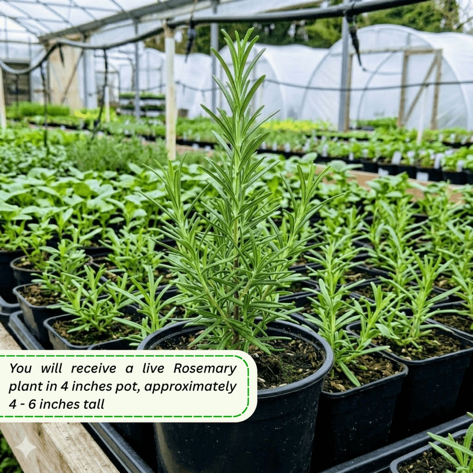Rosemary Plant, Well Rooted Rosemary Live Plant, 4 to 6 Tall, Edible Herb for Indoor Outdoor Growing