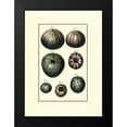 thumbnail image 2 of Diderot 11x14 Black Modern Framed Museum Art Print Titled - Custom Sea Shell IV, 2 of 5