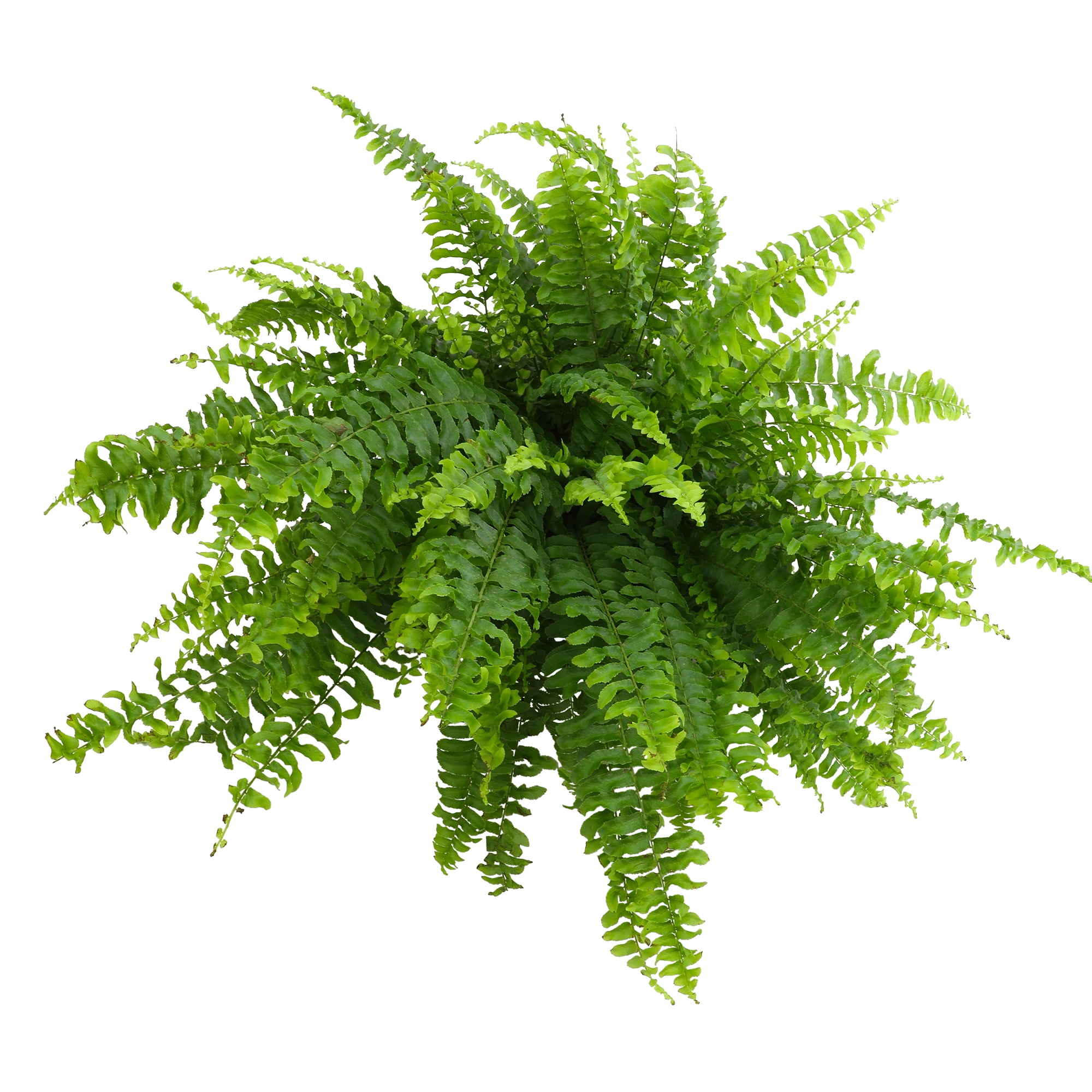 Element by Altman Plants 6in Boston Fern
