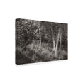 thumbnail image 2 of Trademark Fine Art 'Sunlit Birches II' Canvas Art by Sue Schlabach, 2 of 3