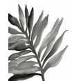 thumbnail image 2 of Paschke, Chris 20x24 Black Ornate Wood Framed with Double Matting Museum Art Print Titled - Tropical Palm III BW, 2 of 4