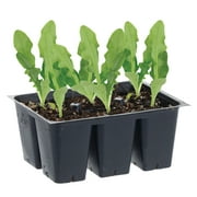 Bonnie Plants Green Head Lettuce Live Plant in bucket (6 Count)
