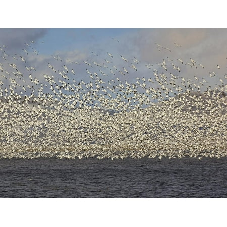 Massive Flock of Snow Geese in Flight, Klamath Basin, Klamath Falls, Oregon Print Wall Art By Adam