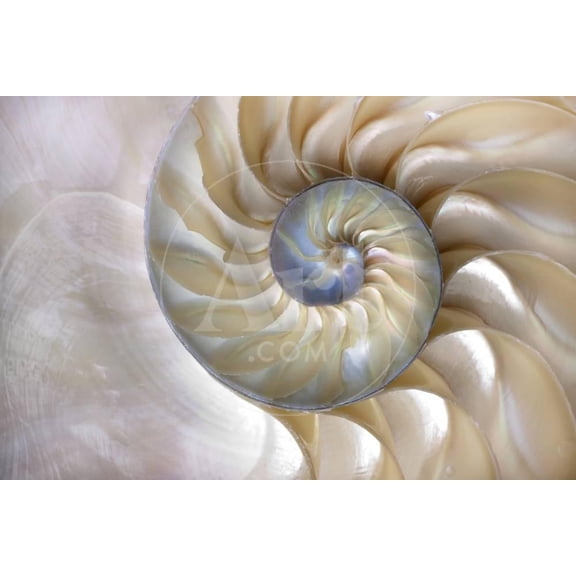 An Amazing Fibonacci Pattern in a Nautilus Shell, Animals Unframed Photographic Print Wall Art by Tramont_ana Sold by Art.Com