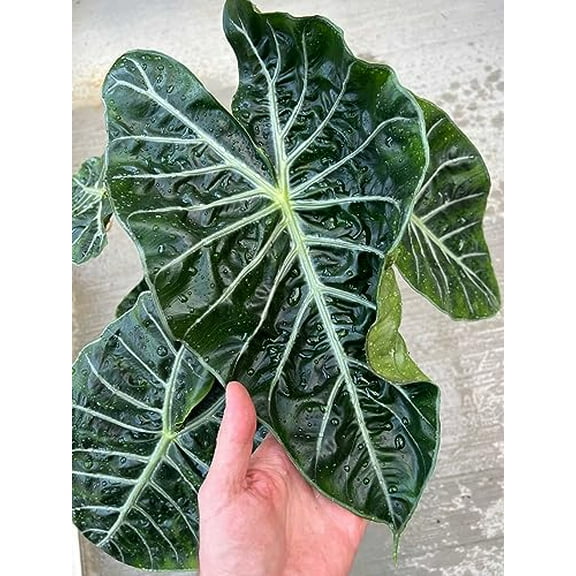 Alocasia Plant Potting Soil - All-Natural Blend for Thriving Alocasia Plants - Boosts Root Health and Distinctive Foliage - 10 Quart