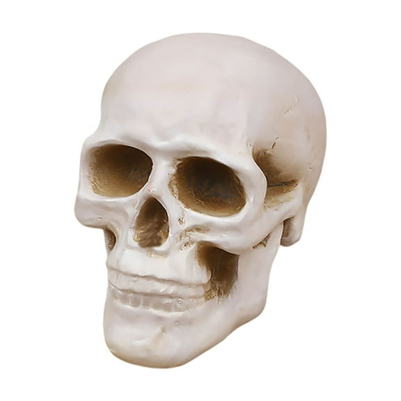 Ceramics Skull, Human Head Model for Home Decoration, Halloween Statue, Skull Model for Bookshelf and Desktop,White