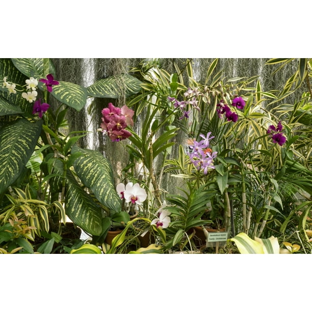 Orchid Flower Garden In Sri Lanka | Best Flower Site