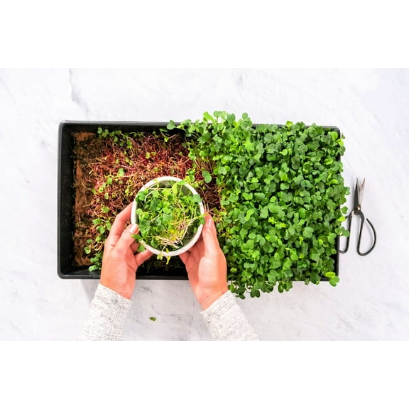 Home Broccoli Microgreens Growing Kit, Grow Fresh Micro Greens Indoors Every Week, Easy Setup, Just Add Water. Includes Microgreens Tray, Microgreens Seeds. 100% Guaranteed to Grow.
