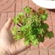 thumbnail image 3 of Plantas suculentas artificiales, suculentas falsas, púas para arreglos florales y decoración del hogar (verde), 3 of 5
