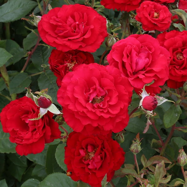 Heirloom Roses Oh My!™ Floribunda Rose Bush