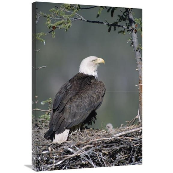 Global Gallery  24 x 36 in. Bald Eagle Parent on Nest with Chick - Alaska Art Print - Michael Quinton