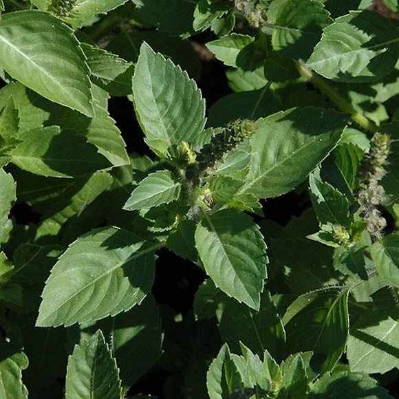 Holy Basil Plants