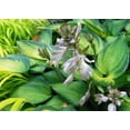 thumbnail image 2 of June Hosta Live Plants, 2 of 5