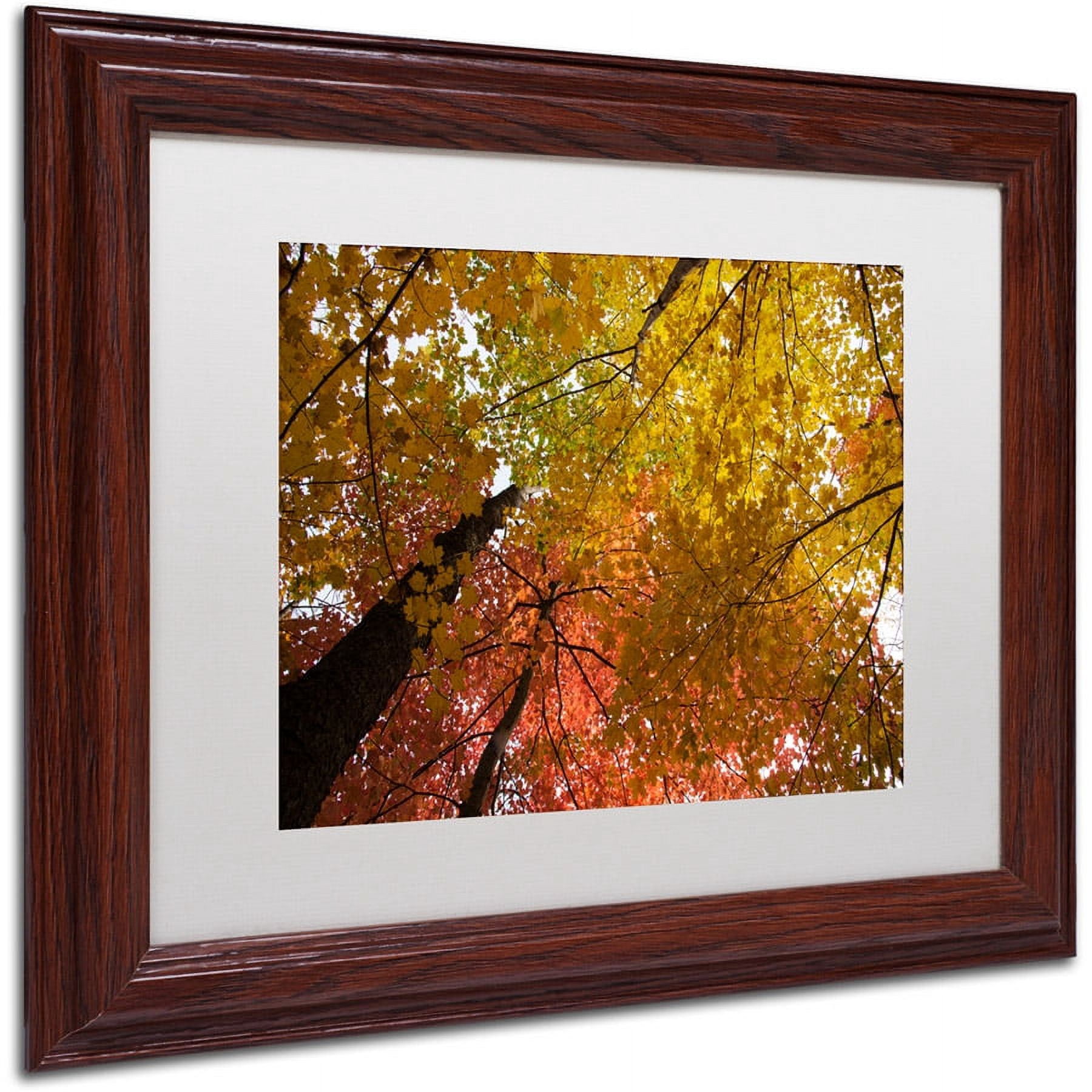 Trademark Fine Art "Spectacular Brilliant Autumn Trees" Canvas Art by Kurt Shaffer, White Matte, Wood Frame