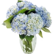KaBloom : Bouquet of Fresh 6 Blue Hydrangeas with Vase, Next-Day Delivery, Gift for All Occasions