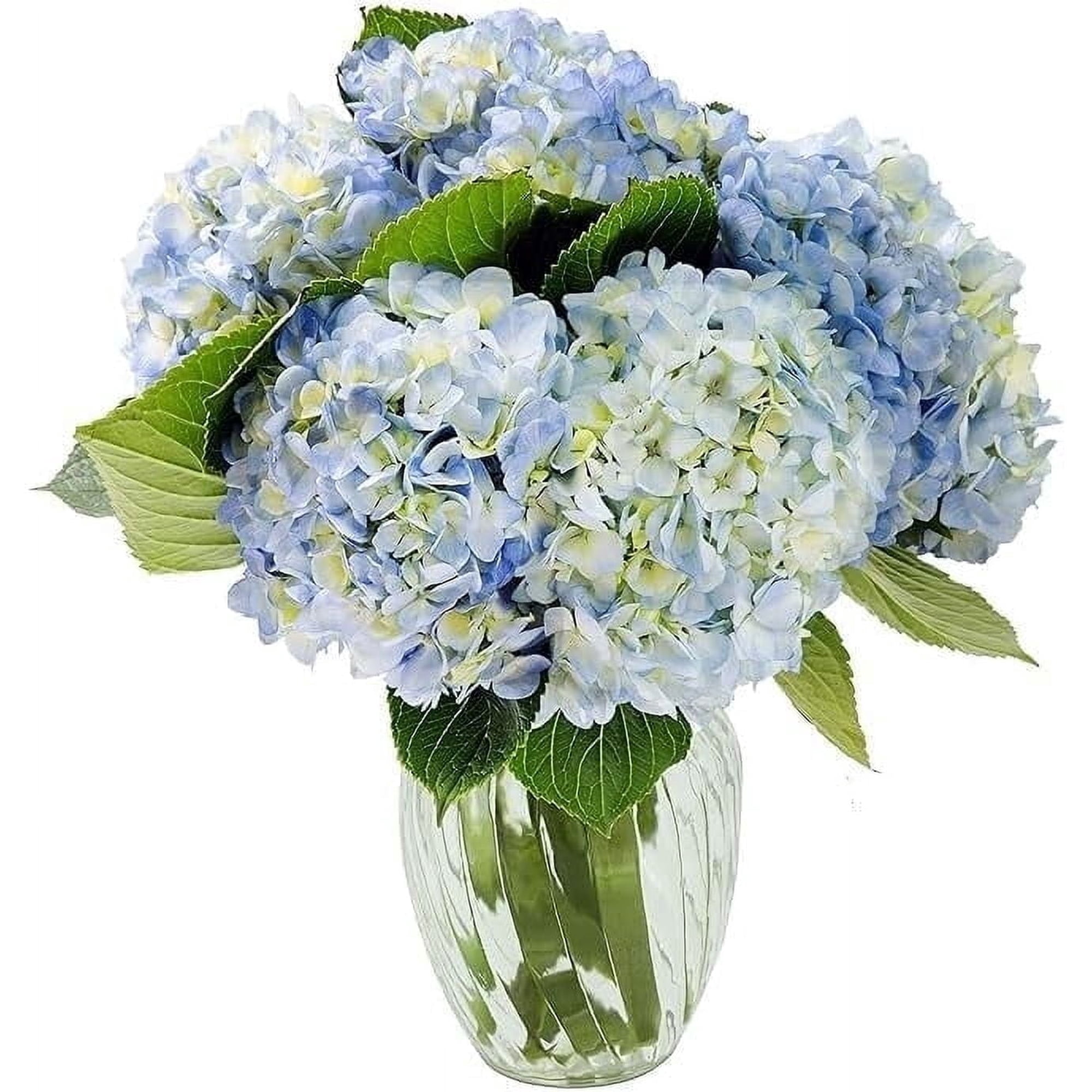 KaBloom : Bouquet of Fresh 6 Blue Hydrangeas with Vase, Next-Day Delivery, Gift for All Occasions
