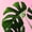 Monstera Palm, variant on Wall Art Prints - Unframed HD Printed Plants Picture Poster - Pink Palms Tropical Tree, 16x20 Vertical