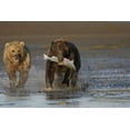 thumbnail image 2 of Morris, Arthur 32x23 White Modern Wood Framed Museum Art Print Titled - AK, Lake Clark NP Brown bear hunting salmon, 2 of 4